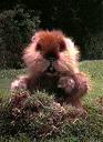 gophers